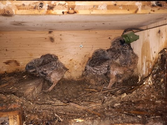 Die Küken sind nun etwa 3 Wochen alt und kurz davor die Niströhre zu verlassen. B Reichlmeier