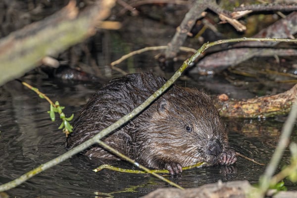 Europäischer Biber, Castor fiber - Hartl Andreas _LBV Bildarchiv