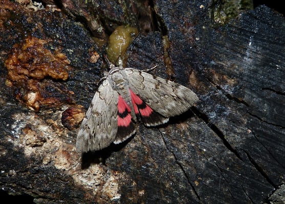 Weidenkarmin Catocala electa - Gisela Merkel-Wallner