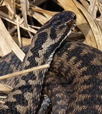 Kreuzotter, Klaus Reitmeier 08.03.2013