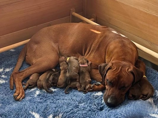 Mara und unser E-Wurf