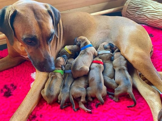 Kiwa und unser D-Wurf