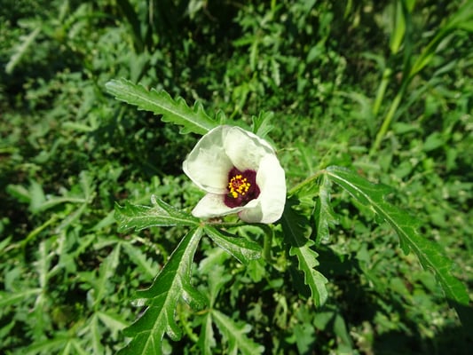 Stundenblume     Foto © Heinrich Beigel