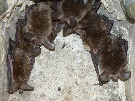 Bechsteinfledermaus, Erich Taube