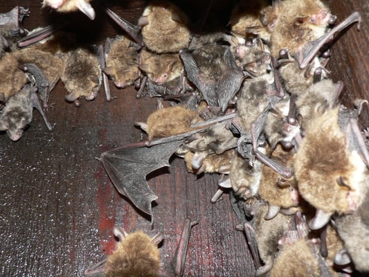 Fransenfledermaus, Erich Taube