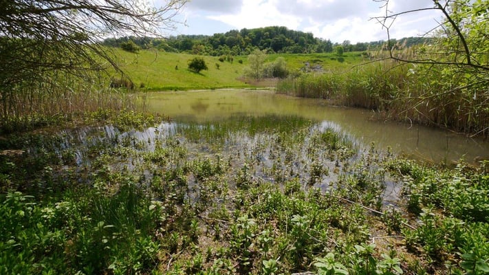 Blick auf den Himmelsweiher. Der renaturierte Gipssteinbruch Marktbergel bietet Schutz für viele bedrohte Tier- und Pflanzenarten  ©Knauf