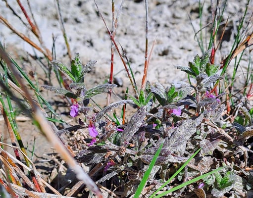 Knoblauch-Gamander (Teucrium scordium subsp. scordium), Rote Liste 2 (stark gefährdet)  ©Margareta Loscher