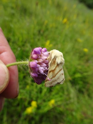 Wolfsmilch-Ringelspinner     Foto © Heinrich Beigel