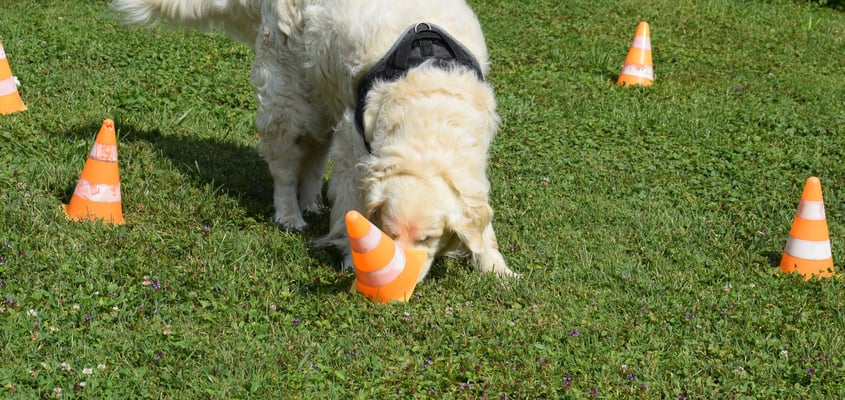 D Versuechig isch gross!!