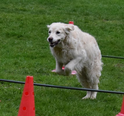 Abrüefe über d Sprüng