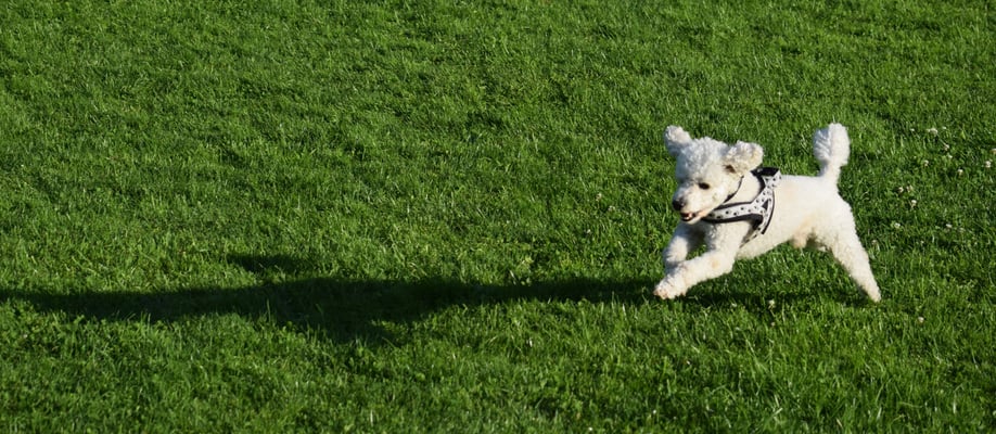 I chönnt duredreihe vor Fröid!