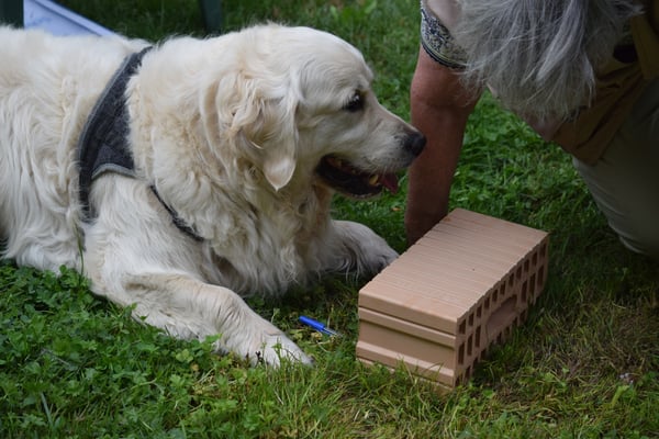 Ah, jetzt au no unter em Stei öbis sueche?