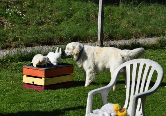 Aiii, sie die härzig!!!