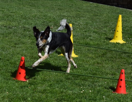 ... los laufe und über d Sprüng springe...