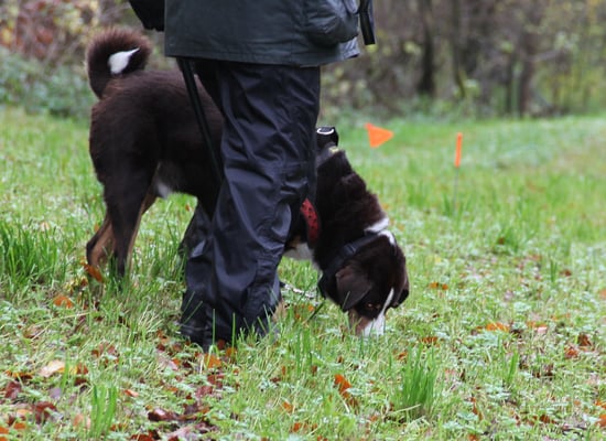 Dr Walco - Wow!!! Das isch ä Arbeit, wo mir gfallt!!!