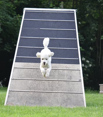 Und jetzt gschnäll abe...