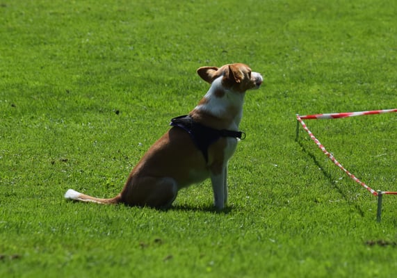 Konzentration vor em Start