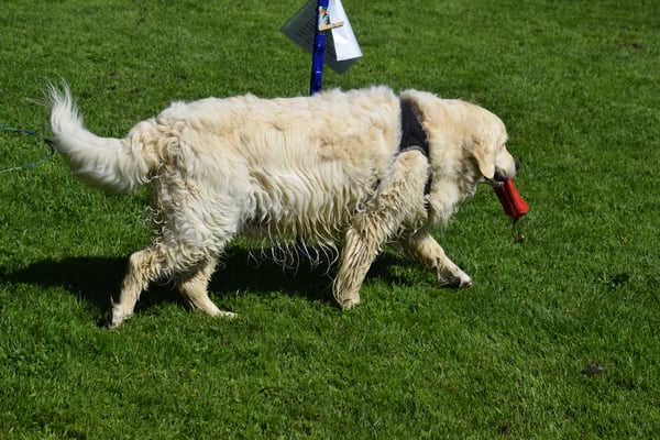 Schnäll zruggbringe, dami i es Gutzi bechum
