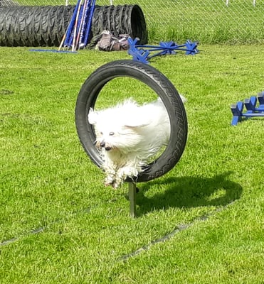 Und hopp!!! Das macht Spass!!!