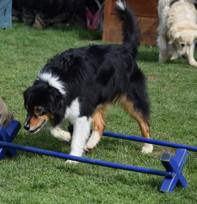 Schön konzentriere über die Cavaletti