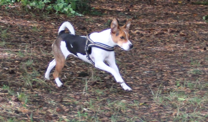 I han au ein gfunde!