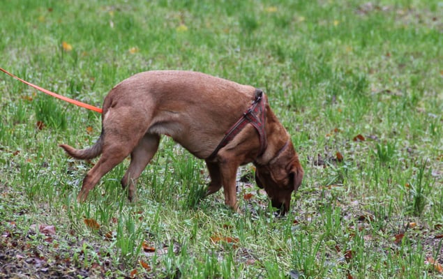 So richtig Jagdhund-Like halt....