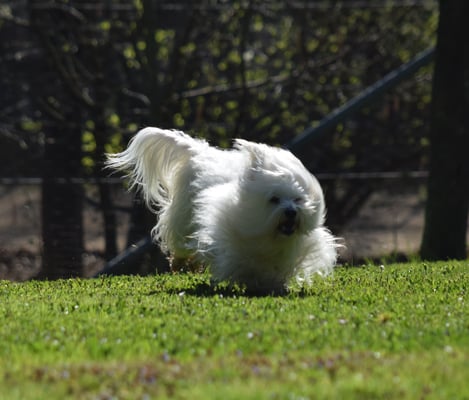 Voran auf dr Üebigsleiter und schnäll wieder zrugg