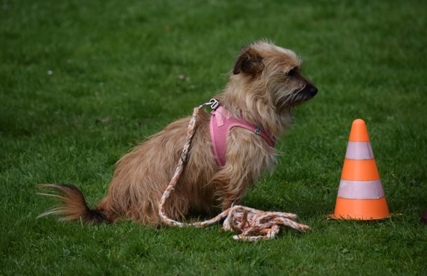 Was mache bloss die Mönschlis???