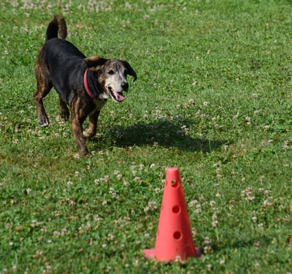 Aber i cha das sehr schwungvoll...