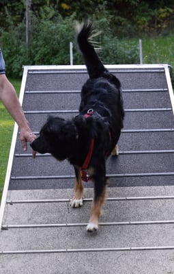 Do isch d Laika no uf dem Bode mit ihrne Pfote...