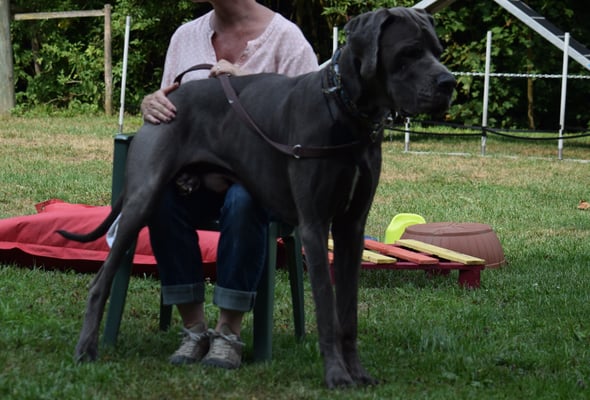 .... Was? Dogge sin keini Schosshünd??? Dodrfo han i no nie öbis ghört... Es goht doch!!