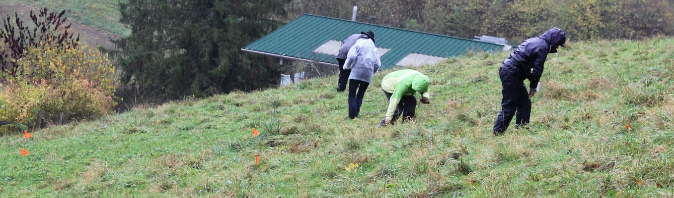 Fährteleger am Wärk