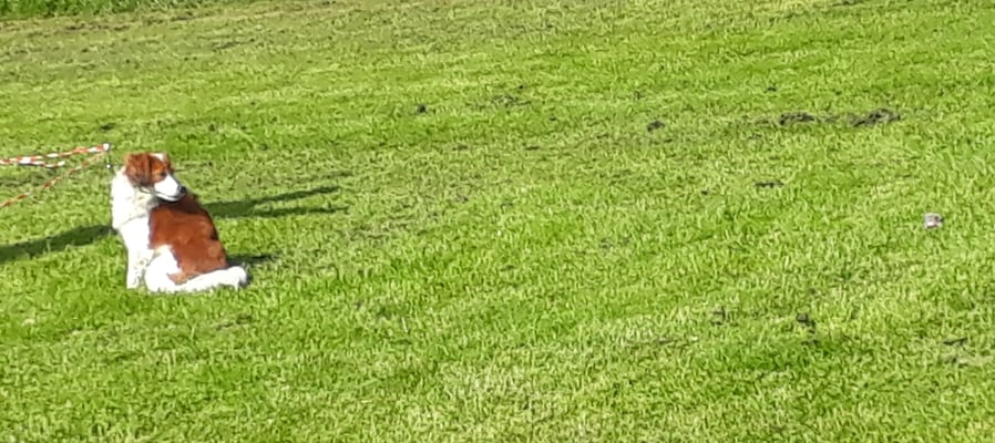 Wo isch denn mi Boudin genau? Muess ihn im Aug bhalte