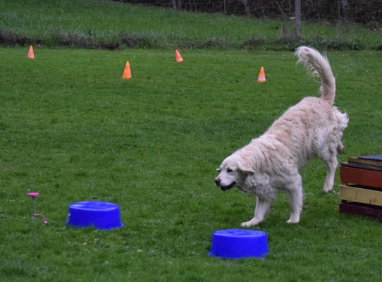 Voran über ä Stäg...