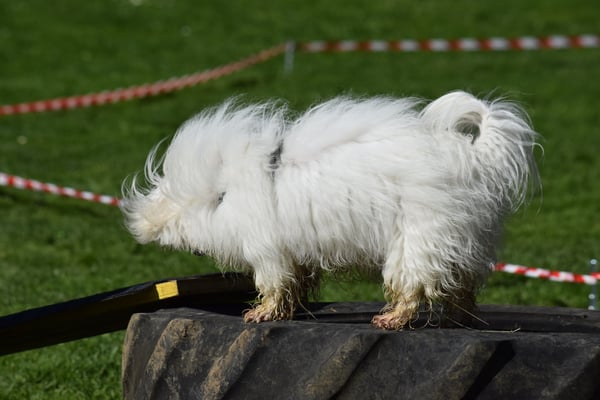Schüttle - scho bitz gruuselig do druf