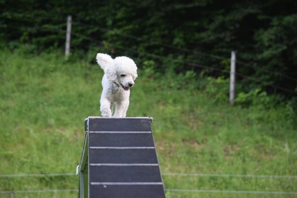 ...aber i bi jo muetig und schaff das...