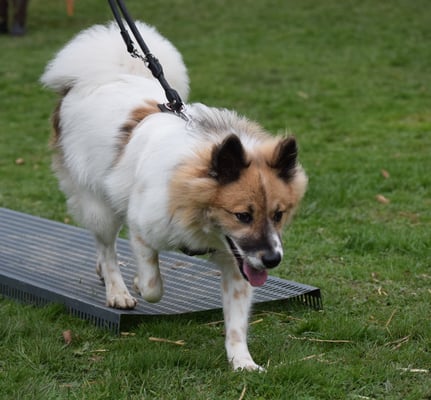 Schnäll drab vom Gitter