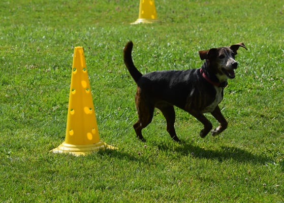 Round um das gälbe Döggeli...