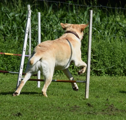 ...mit Gegästand im Maul. Gar nid soooo eifach, do au no d Füess im Griff z ha