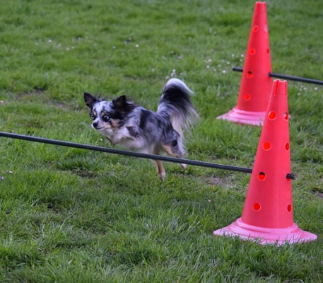 Galant über d Sprüng