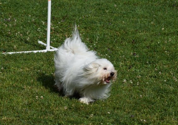 Upps, dr erscht Hoop überloffe, drno hets aber klappt!