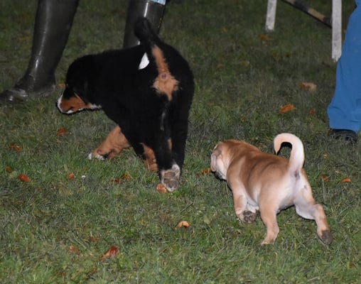 So, und witer uskundschafte