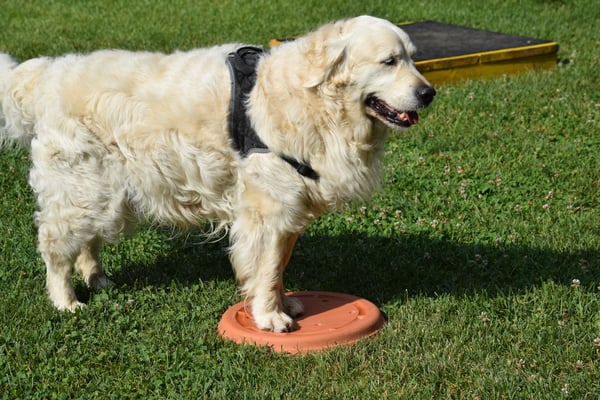 Aha, Stepp uf dem Bluemetäller!