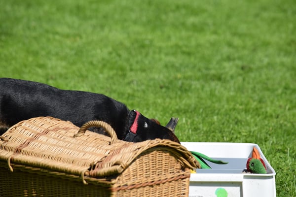 Wo isch denn nur mi Ball?