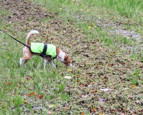 Aber genau so guet gohts mir dr Nase am Bode...