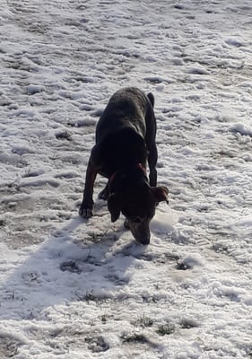 ... bringt d Nase fascht nid vom Bode wäg. Was cheibs isch ächt do drübergloffe?