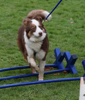 Lichtfüessig über d Cavaletti