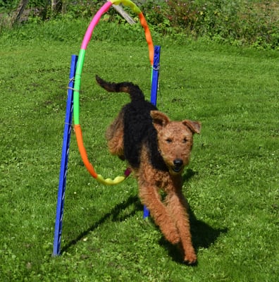 Mit luschtig verränktem Schwänzli :-)