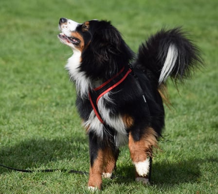 ... es isch doch ä Wettkampf!!