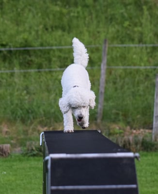 Dr Stäg isch scho bitz höch...